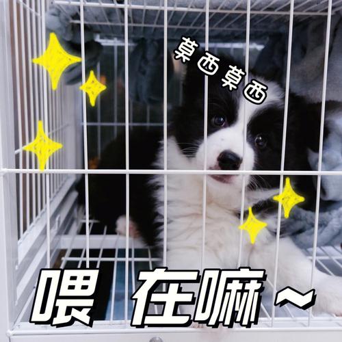 边牧幼犬喜欢咬东西怎么办