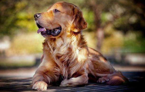 成年金毛犬不吃东西怎么办