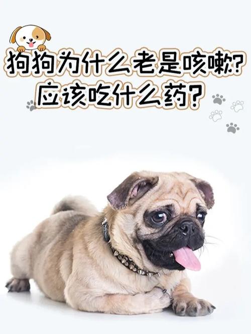 老狗不吃东西总咳嗽怎么办