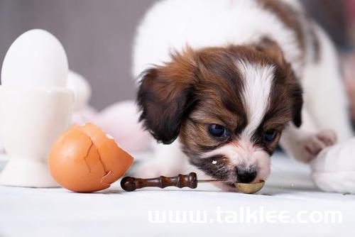 幼犬吃地上的东西怎么办