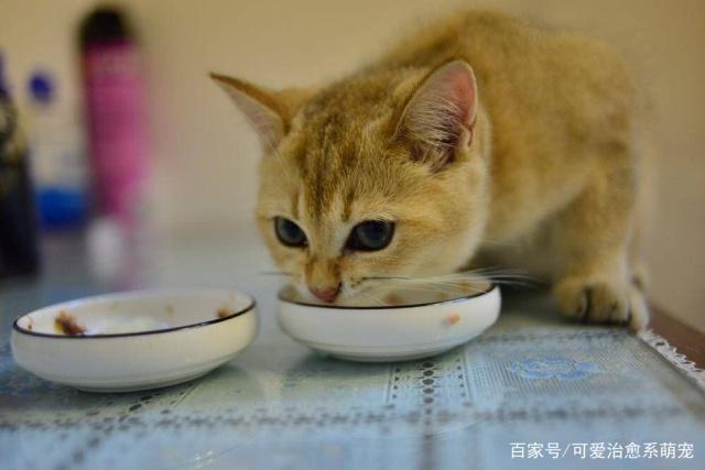 猫总是偷吃东西怎么办