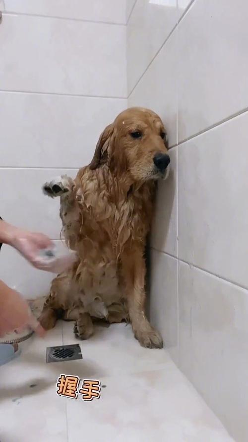 金毛幼犬洗澡需要什么东西是什么原因