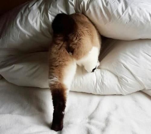 为什么猫喜欢钻东西怎么办
