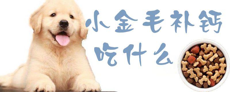 金毛减肥吃什么东西吗