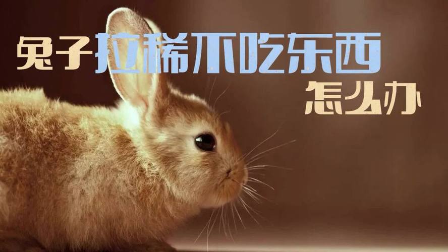 兔子不爱吃东西怎么办