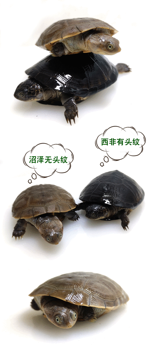 沼泽东西非侧颈龟分辨图