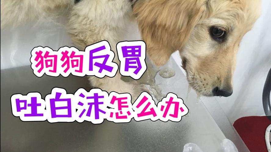 狗狗吐东西出来怎么办啊