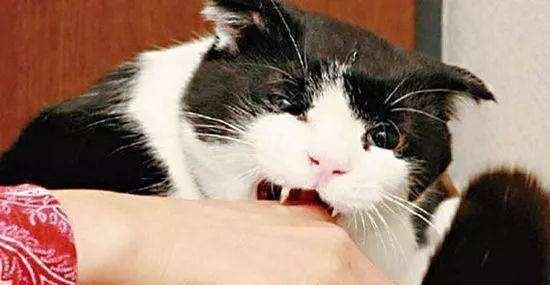 引导小猫咬东西