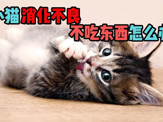 小猫为什么不爱吃东西怎么办