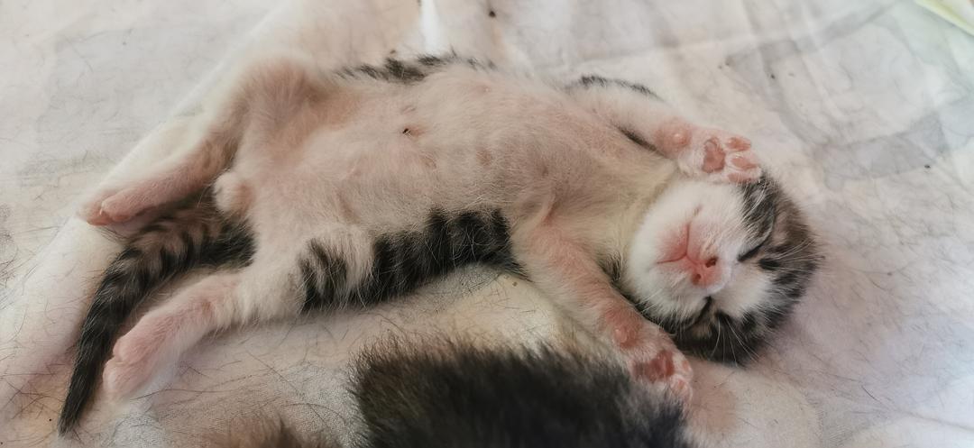 小猫刚一出生还没睁眼母猫就死了不会吃东西