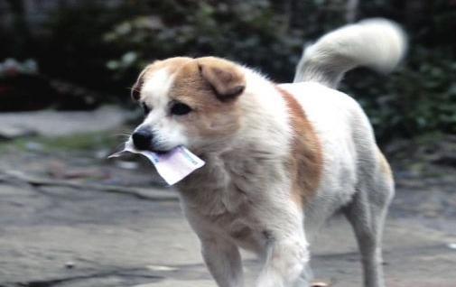 狗为啥喜欢叼东西