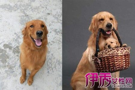 怎么教狗狗辨认东西