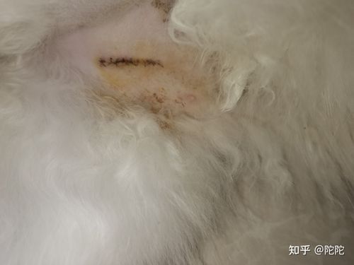 猫绝育之后不吃东西