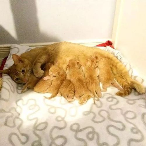 猫碰过的东西孕妇