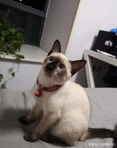 怎么训练星罗猫捡东西
