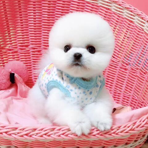 白色茶杯犬犬用的东西