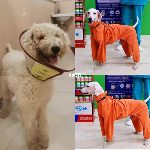 新狗进家要买什么东西