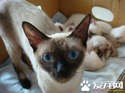 如何训练暹罗猫捡东西