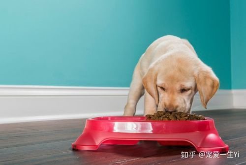 幼犬吃脏东西怎么办