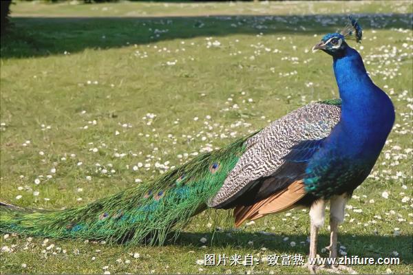 孔雀不吃东西怎么办