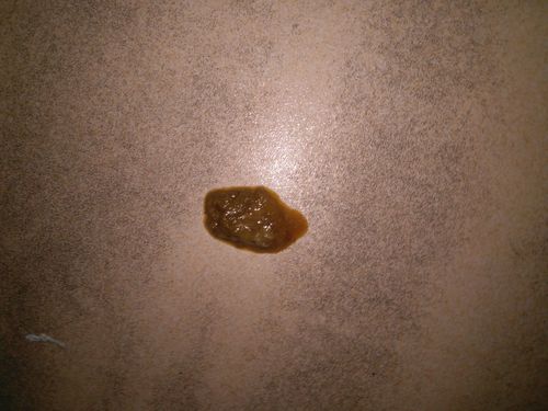 狗狗得了细小拉稀不吃东西怎么办