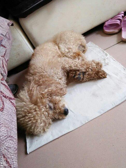 泰迪一天不吃东西了怎么办啊