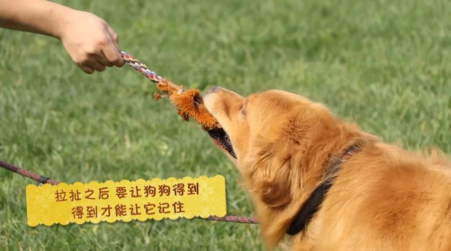 怎样教狗狗拾东西