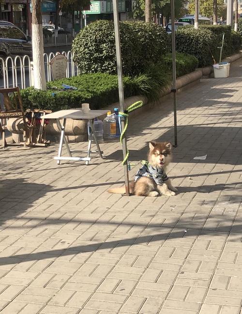 怎样训练狗狗不吃路边的东西