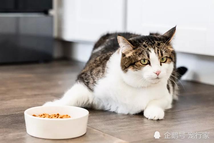 四个月的猫不吃东西