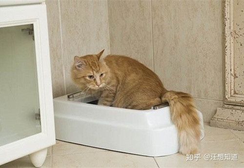 猫肠道堵塞不吃东西