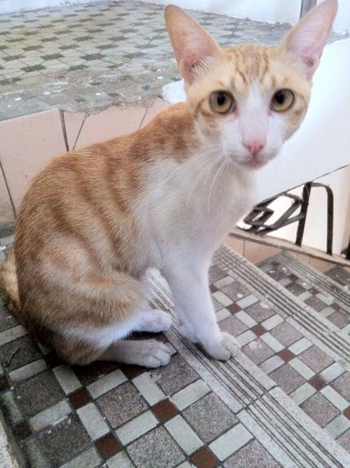猫吃不下东西消瘦