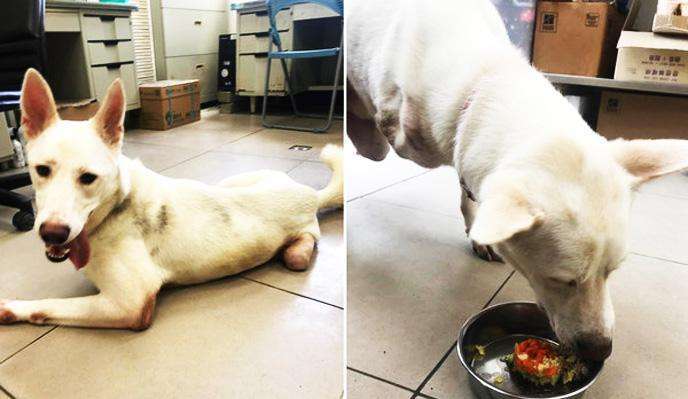 狗狗出车祸后不吃东西
