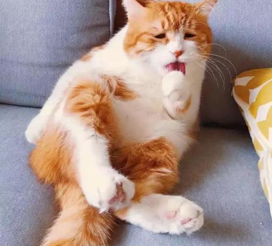 小猫爱蹭东西怎么办