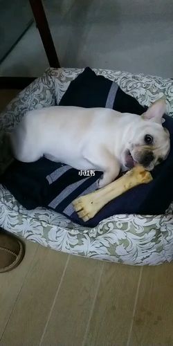 法斗啃东西怎么办