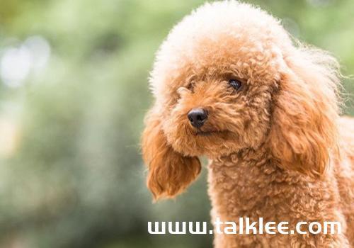 泰迪犬乱咬东西怎么办