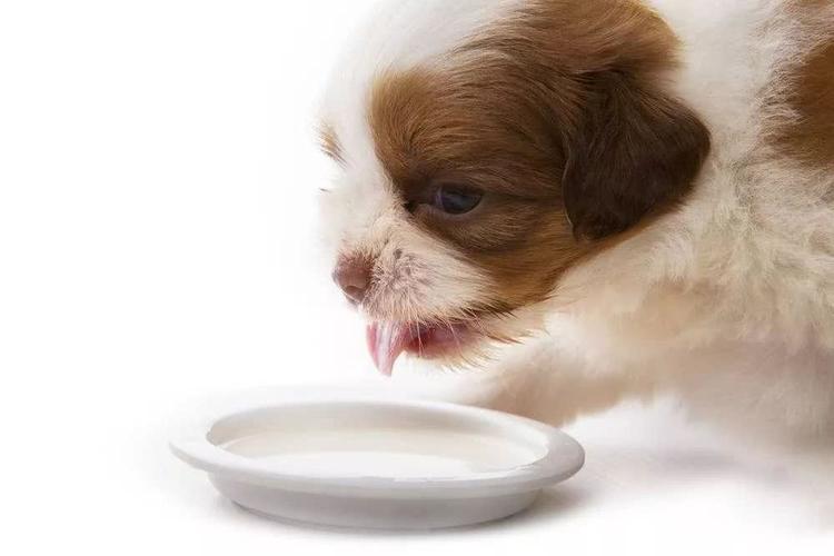 犬不食东西喂什么好