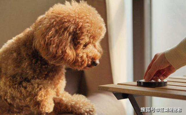 泰迪狗爱咬东西怎么办