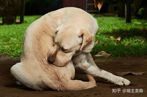 狗狗爱挠东西是什么