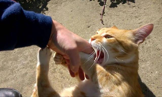 猫总撕咬东西怎么办