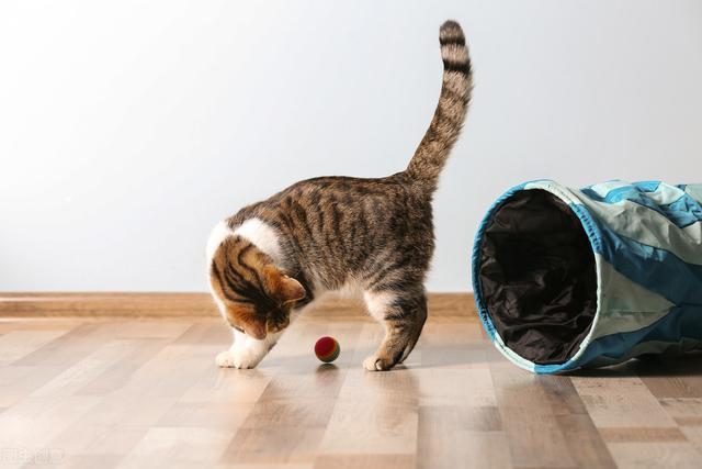 猫增强抵抗力用什么东西
