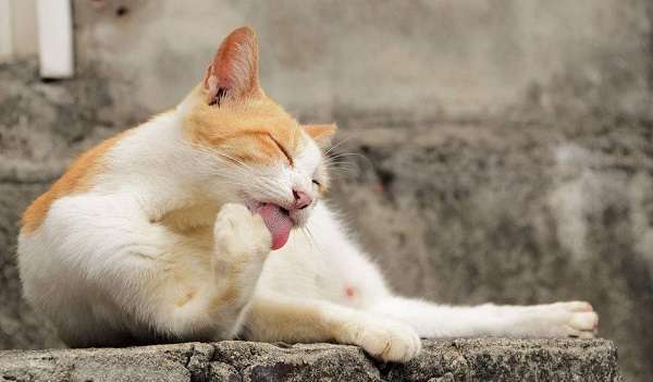 猫为什么喜欢抓软的东西