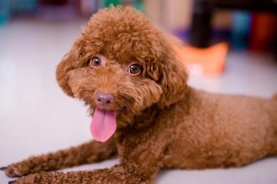 泰迪犬不想吃东西怎么办