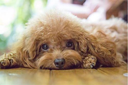 的泰迪幼犬不吃东西