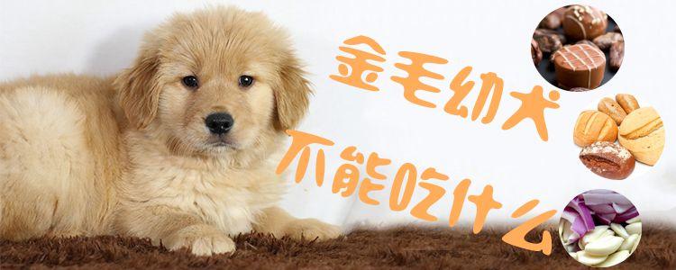 小金毛吃凉东西拉肚子怎么办