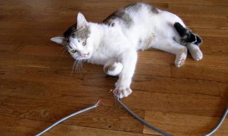 猫走路摇晃 不吃东西 还有救么
