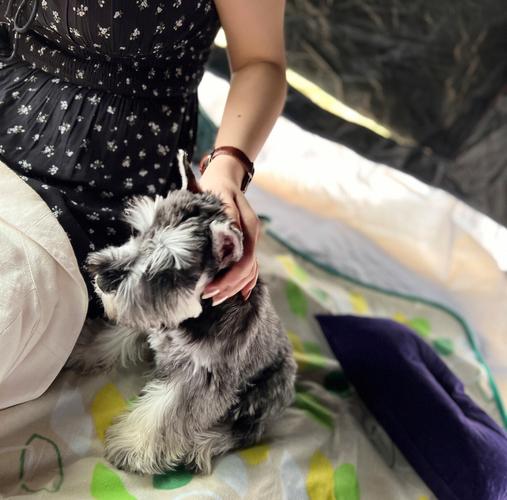 雪纳瑞幼犬才拿回家不吃东西