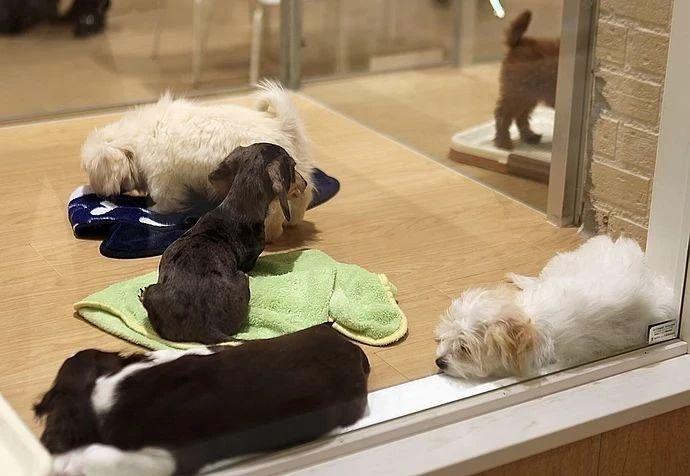 宠物店买的狗不吃东西