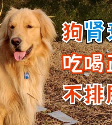 老年狗肾衰不吃东西