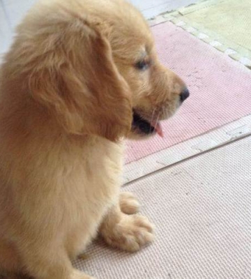 50多天的金毛幼犬总是咬东西