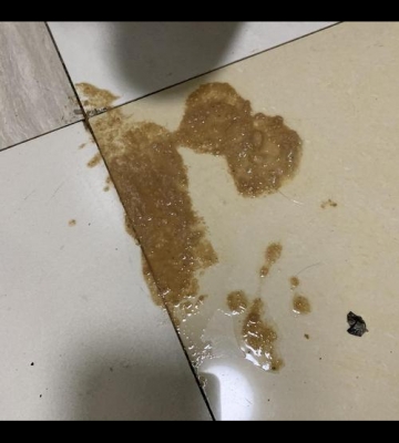 猫咪呕吐并有虫子不吃东西